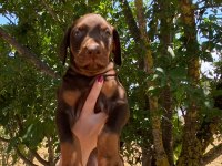 Kızıl Kaliteli King Doberman