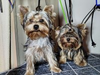 Mini erkek yavru yorkshire terrier