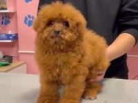 Maltipoo Yavrular