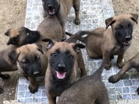 Safkan Irk Garantili Belçika Kurdu