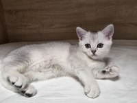 ÇOK OYUNCU BRİTİSH SHORTHAİR YAVRUMUZ