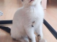 Kedimiz Simba Oğlum