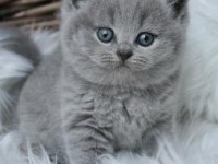 Top kafa a kalite british shorthair bebekler