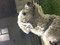 Maltipoo oğluma yeni yuva