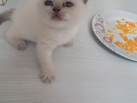 British shorthair blue point yavrularımız