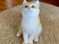 Golden British Shorthair Erkek Yavrumuz