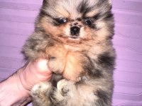 Pomeranian Boo Merle