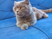 2 Yaşında Scottish Fold Duman Gri