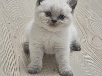 2 AYLIK EGİTİMİ TAM PLUE POİNT OYUNCU KEDİMİZ