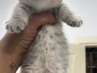 CÜCE KEDİMİZ MUNCHKİN