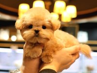 Super Star Toy Poodle Yavrularım