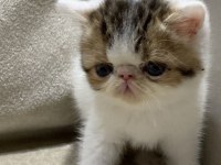 EXOTIC SHORTAİR DİŞİ