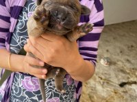 A kalite cane corso yavrular