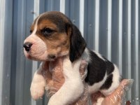 Irk ve sağlık garantili beagle yavrular