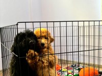 6 aylık Siyah Toy Poodle