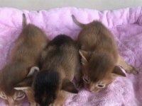 Safkan Secereli Anne Babadan Abyssinian Yavrular