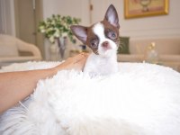 Micro mini WC eğitimli chihuahua