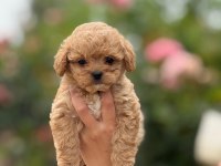ÇOK SAĞLIKLI MALITPOO BEBEKLER 