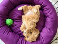 Podell_Ankara Sizin İçin Seçtiği Özel Yavru Köpekler
