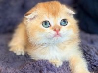 Scottish fold golden bebek