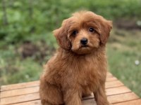 RED MALTİPOO ERKEK KÜT BURUN
