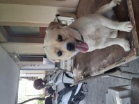 Pekinez ve terrier melezi