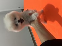 Pomeranian teddy bear