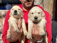 Golden Retriever Yavrularım