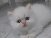 İran kedisi 2 aylık acil