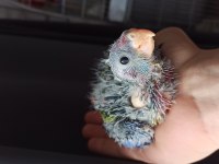 Evcil Rozella Papağanı