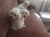 Maltese terrier yavrular