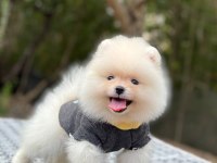 Evinizin Neşesi Olacak Bir Minik Pomeranian Boo
