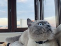 Blue Point 4 Yaşında Erkek Kedimiz