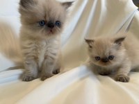 saf kanlı bluepoint himalayan kedim