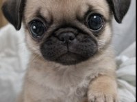 Irk Sağlık Garantili Safkan Boncuk Gözlü Pug Mops