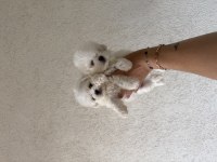 Orjinal Teacup 0 burun Kore Maltese erkek yavrularım