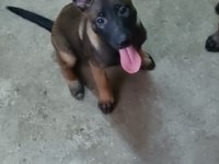 Yavru belçika malinois belçika kurdu