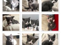 Yavrularıma yeni yuvasını arıyorum scottish fold
