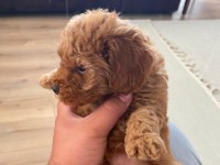 Yavru Toy Poodle