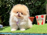 Orjinal Pomeranian Boo