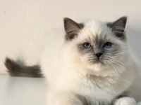 Şampiyon Şecereli Soyu Safkan Ragdoll Yavruları