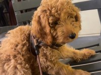 4 Aylık Poodle