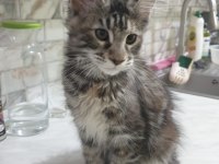 Show Kalitesinde Muhteşem Maine Coon Dişi
