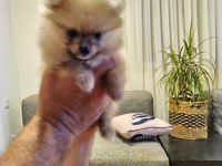 Mayıs İsimli Pomeranian Yavrumuz