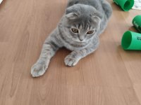 Scottish fold