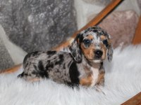ÇİFTLİĞİMİZDEN DACHSHUND BEBEKLER RENK RENK A KALİTE