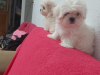 Petmode köpek çiftliğinde kore kan maltese