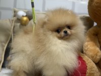 Show kalite üst düzey pomeranian boo