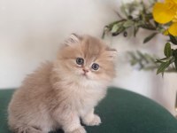 Ay11 British Longhair Dişi