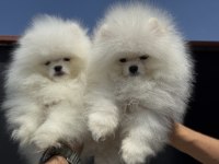 Petmode köpek çiftliğinden  sçr li pomeranian 